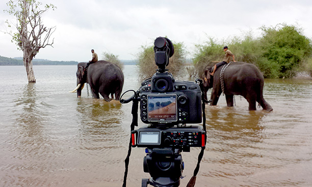 Sakrebyle elephant camp