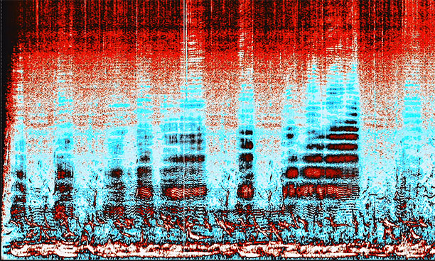 Whale song Whale song