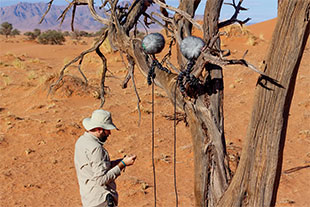 Vlad's favourite recording rig employs four MKH 8020s placed around a tree – a head-related recording