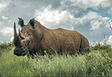 Rhino